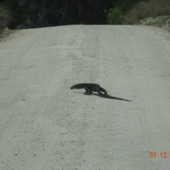 Varanus varius at Ben Boyd National Park - 7 Dec 2023