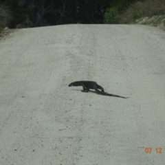 Varanus varius at Beowa National Park - suppressed