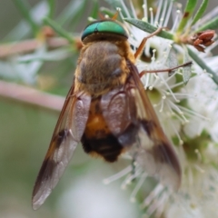 Unidentified True fly (Diptera) at Moruya, NSW - 8 Dec 2023 by LisaH