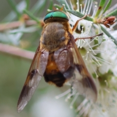 Unidentified True fly (Diptera) at Broulee Moruya Nature Observation Area - 8 Dec 2023 by LisaH