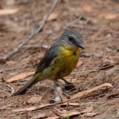 Eopsaltria australis (Eastern Yellow Robin) at Broulee Moruya Nature Observation Area - 7 Dec 2023 by LisaH