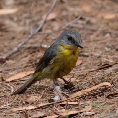 Eopsaltria australis (Eastern Yellow Robin) at Broulee Moruya Nature Observation Area - 7 Dec 2023 by LisaH