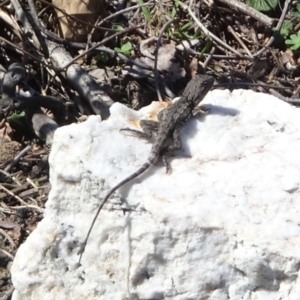 Amphibolurus muricatus at Ben Boyd National Park - 7 Dec 2023