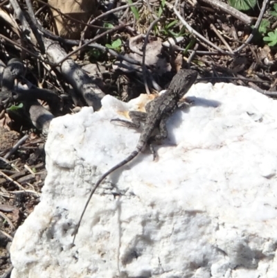 Amphibolurus muricatus (Jacky Lizard) at Edrom, NSW - 6 Dec 2023 by GirtsO