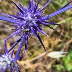 Apiformes (informal group) (Unidentified bee) at Franklin Grassland (FRA_5) - 27 Nov 2023 by JenniM