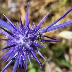 Apiformes (informal group) at Franklin Grassland (FRA_5) - 27 Nov 2023