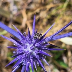 Apiformes (informal group) at Franklin Grassland (FRA_5) - 27 Nov 2023