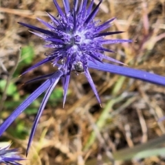 Apiformes (informal group) at Franklin Grassland (FRA_5) - 27 Nov 2023