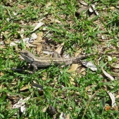 Amphibolurus muricatus (Jacky Lizard) at Pambula - 6 Dec 2023 by GirtsO