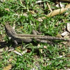 Amphibolurus muricatus at Pambula - 6 Dec 2023