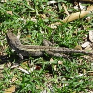 Amphibolurus muricatus at Pambula - 6 Dec 2023