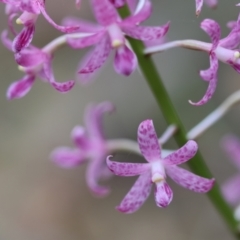 Dipodium punctatum (Blotched Hyacinth Orchid) at Moruya, NSW - 8 Dec 2023 by LisaH