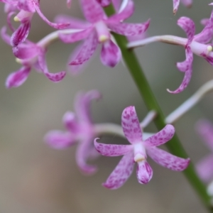 Dipodium punctatum at Moruya, NSW - 8 Dec 2023