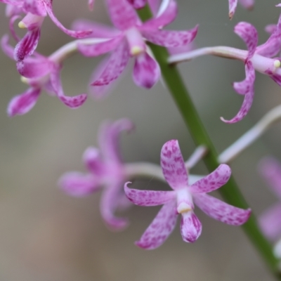 Dipodium punctatum (Blotched Hyacinth Orchid) at Moruya, NSW - 7 Dec 2023 by LisaH