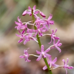 Dipodium punctatum at Moruya, NSW - 8 Dec 2023