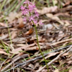 Dipodium punctatum at Moruya, NSW - 8 Dec 2023