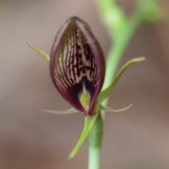 Cryptostylis erecta (Bonnet Orchid) at Broulee Moruya Nature Observation Area - 7 Dec 2023 by LisaH
