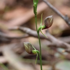 Cryptostylis erecta at Moruya, NSW - 8 Dec 2023