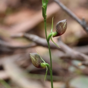 Cryptostylis erecta at Moruya, NSW - 8 Dec 2023