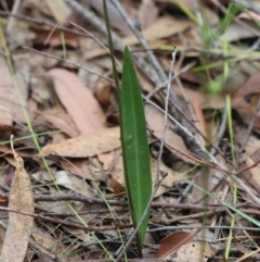 Cryptostylis erecta at Moruya, NSW - 8 Dec 2023