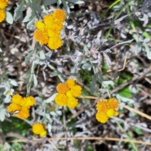 Apiformes (informal group) at Franklin Grassland (FRA_5) - 27 Nov 2023 11:41 AM