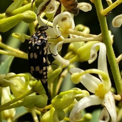 Hoshihananomia leucosticta (Pintail or Tumbling flower beetle) at Burradoo, NSW - 8 Dec 2023 by GlossyGal