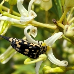 Hoshihananomia leucosticta at Wingecarribee Local Government Area - suppressed