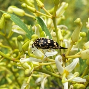 Hoshihananomia leucosticta at Wingecarribee Local Government Area - 8 Dec 2023