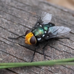 Unidentified True fly (Diptera) at Moruya, NSW - 7 Dec 2023 by LisaH