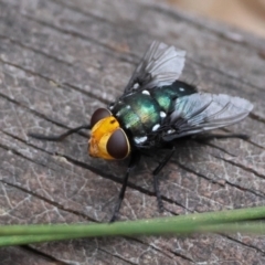 Amenia sp. (genus) (Yellow-headed Blowfly) at Moruya, NSW - 8 Dec 2023 by LisaH