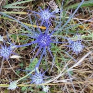 Lasioglossum (Homalictus) sp. (genus & subgenus) at Franklin Grassland (FRA_5) - 27 Nov 2023