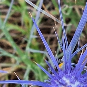 Lasioglossum (Homalictus) sp. (genus & subgenus) at Franklin Grassland (FRA_5) - 27 Nov 2023