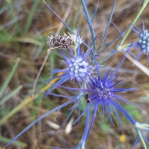 Lasioglossum (Homalictus) sp. (genus & subgenus) at Undefined Area - 27 Nov 2023 11:44 AM