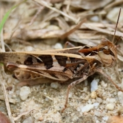 Oedaleus australis (Australian Oedaleus) at Broulee Moruya Nature Observation Area - 7 Dec 2023 by LisaH