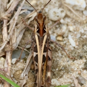 Oedaleus australis at Moruya, NSW - 8 Dec 2023