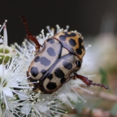 Neorrhina punctata (Spotted flower chafer) at Broulee Moruya Nature Observation Area - 7 Dec 2023 by LisaH