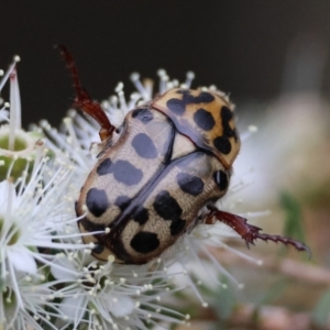 Neorrhina punctatum at Moruya, NSW - suppressed