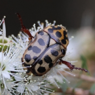 Neorrhina punctata (Spotted flower chafer) at Broulee Moruya Nature Observation Area - 7 Dec 2023 by LisaH