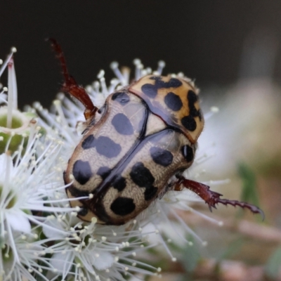 Neorrhina punctata (Spotted flower chafer) at Moruya, NSW - 7 Dec 2023 by LisaH