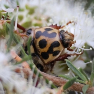 Neorrhina punctatum at Moruya, NSW - suppressed