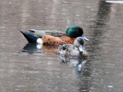 Anas castanea (Chestnut Teal) at Moruya, NSW - 8 Dec 2023 by LisaH