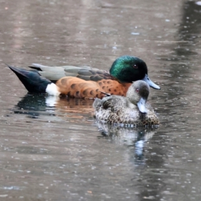 Anas castanea (Chestnut Teal) at Broulee Moruya Nature Observation Area - 8 Dec 2023 by LisaH