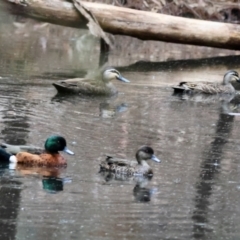 Anas superciliosa (Pacific Black Duck) at Broulee Moruya Nature Observation Area - 8 Dec 2023 by LisaH