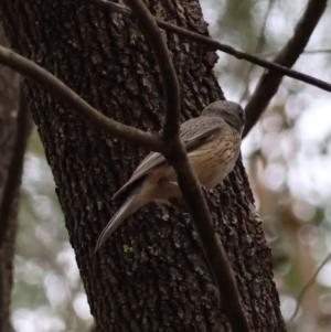 Pachycephala rufiventris at Moruya, NSW - suppressed