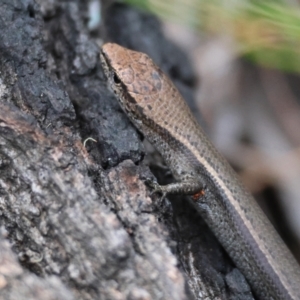 Lampropholis delicata at Moruya, NSW - suppressed