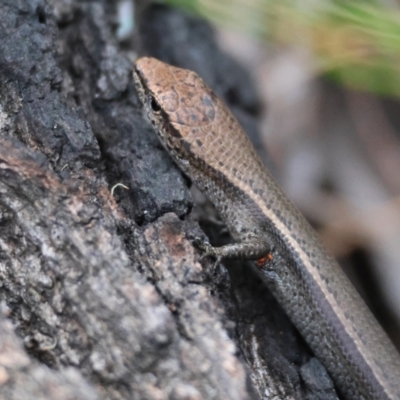 Lampropholis delicata (Delicate Skink) at Broulee Moruya Nature Observation Area - 8 Dec 2023 by LisaH