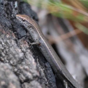 Lampropholis delicata at Moruya, NSW - 8 Dec 2023