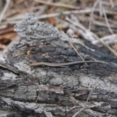 Lampropholis delicata at Moruya, NSW - suppressed