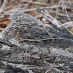 Lampropholis delicata at Moruya, NSW - 8 Dec 2023