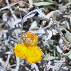 Miridae (family) (Unidentified plant bug) at Franklin Grassland (FRA_5) - 27 Nov 2023 by JenniM